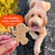 Product Buddy Biscuits All Life Stages Biscuit Dog Treats - Peanut Butter 16 oz