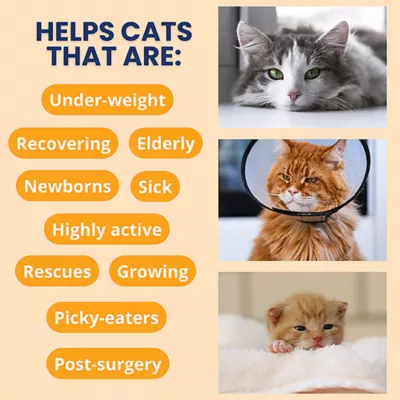 Product Under The Weather Cat High Calorie Powder - 3.53 Oz