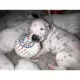 Product Pawty Animals Toronto Woofjays Plush Dog Toy