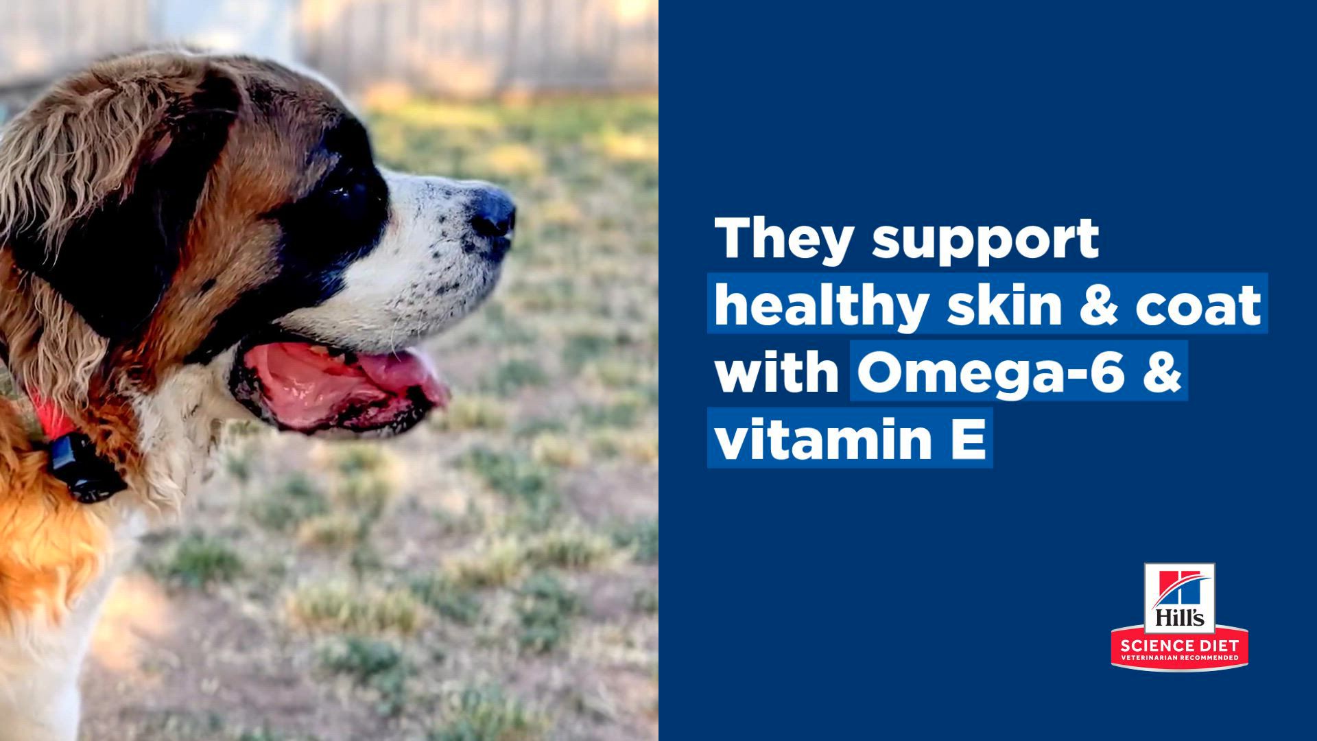 Hill's® Science Diet® Large Breed Senior 6+ Dry Dog Food Chicken