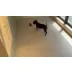 PawsPik Tug & Spin Smart Interactive Dog Toy video thumbnail 10