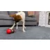 PawsPik Dual-Sphere Adjustable Treat-Dispensing Rolling Interactive Dog Toy video thumbnail 10
