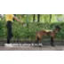 FIDA No Pull Dog Harness video thumbnail 9