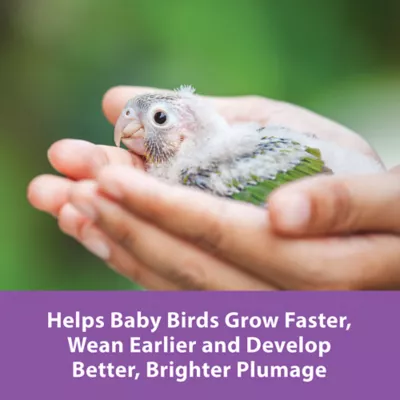 Product KAYTEE® exact® Hand Feeding Baby Bird Formula