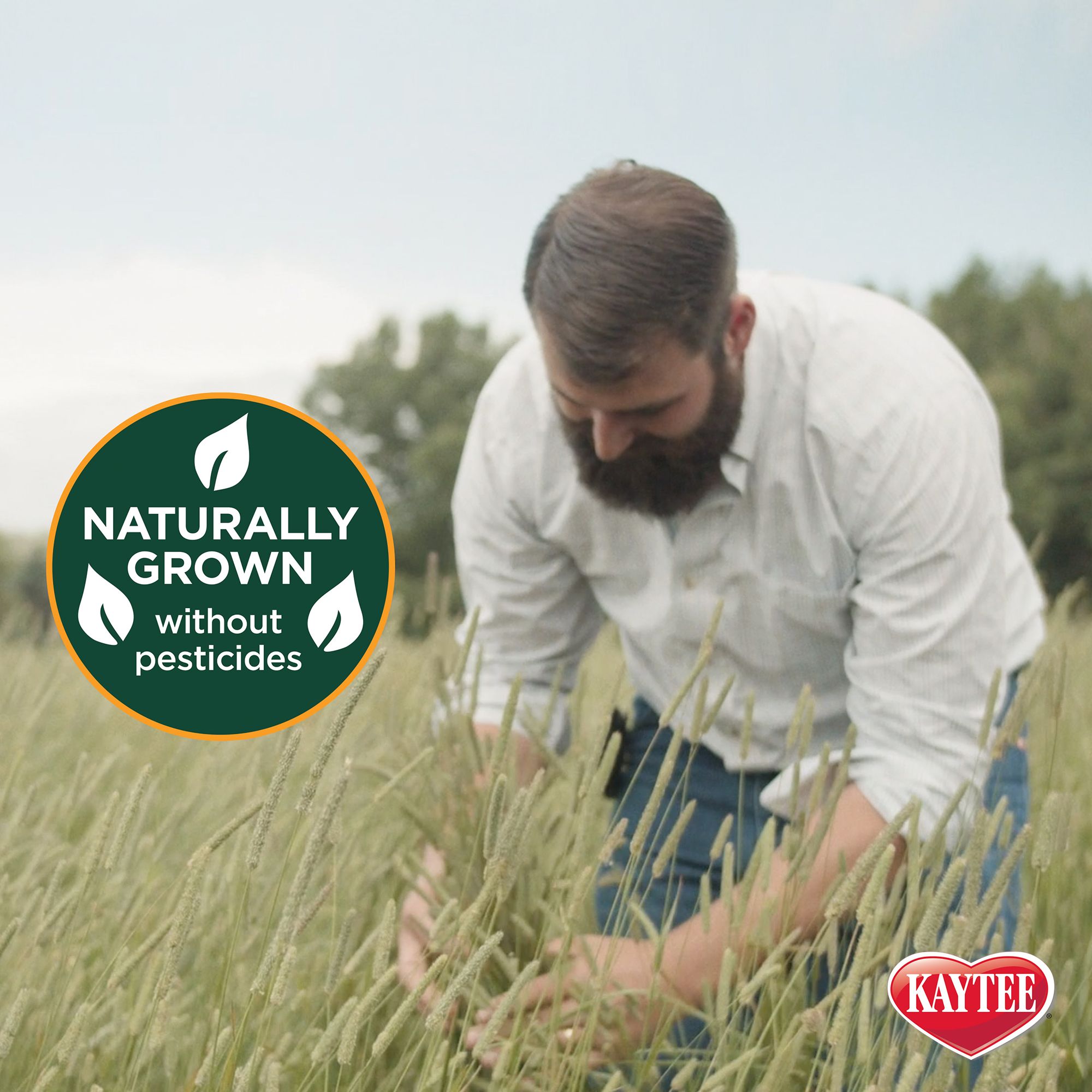 KAYTEE® All Natural Alfalfa Hay Mini Bale - thumbnail 5