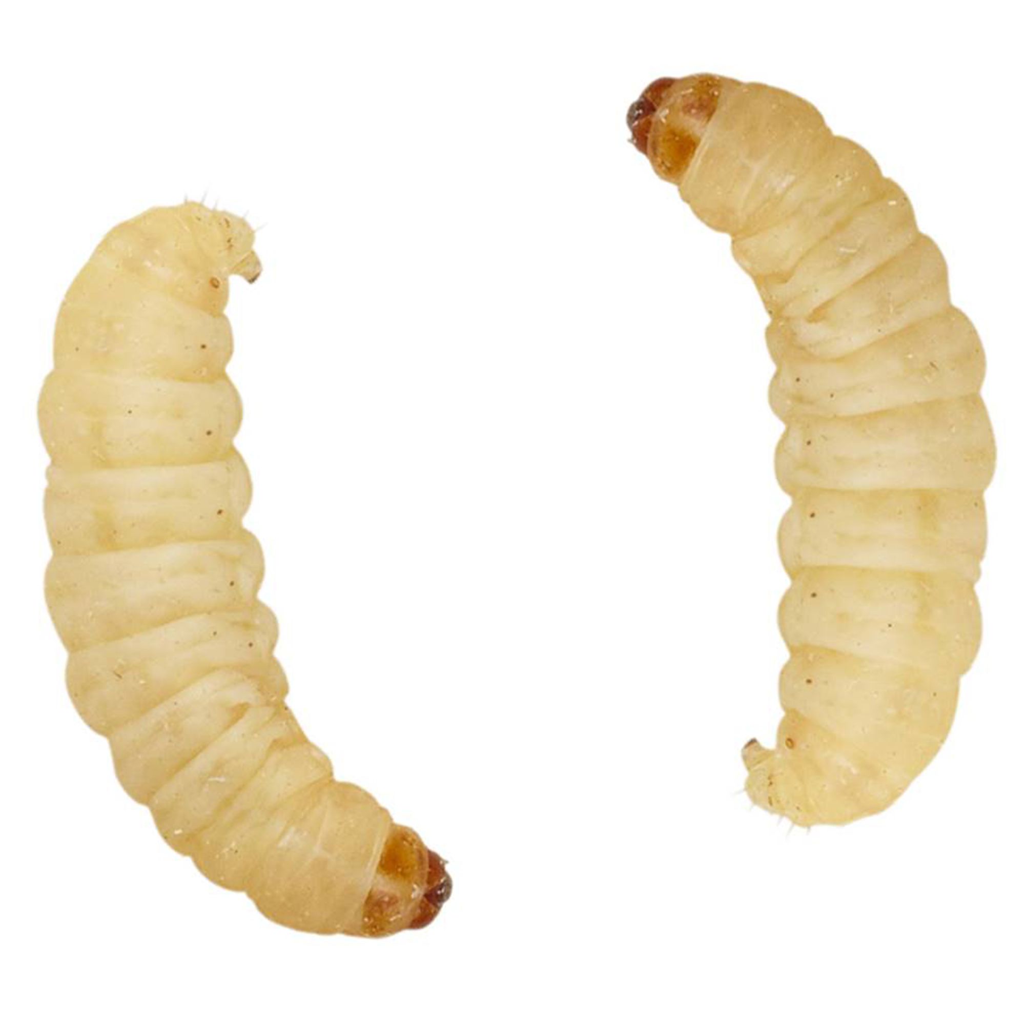 Live 2025 mealworms petsmart