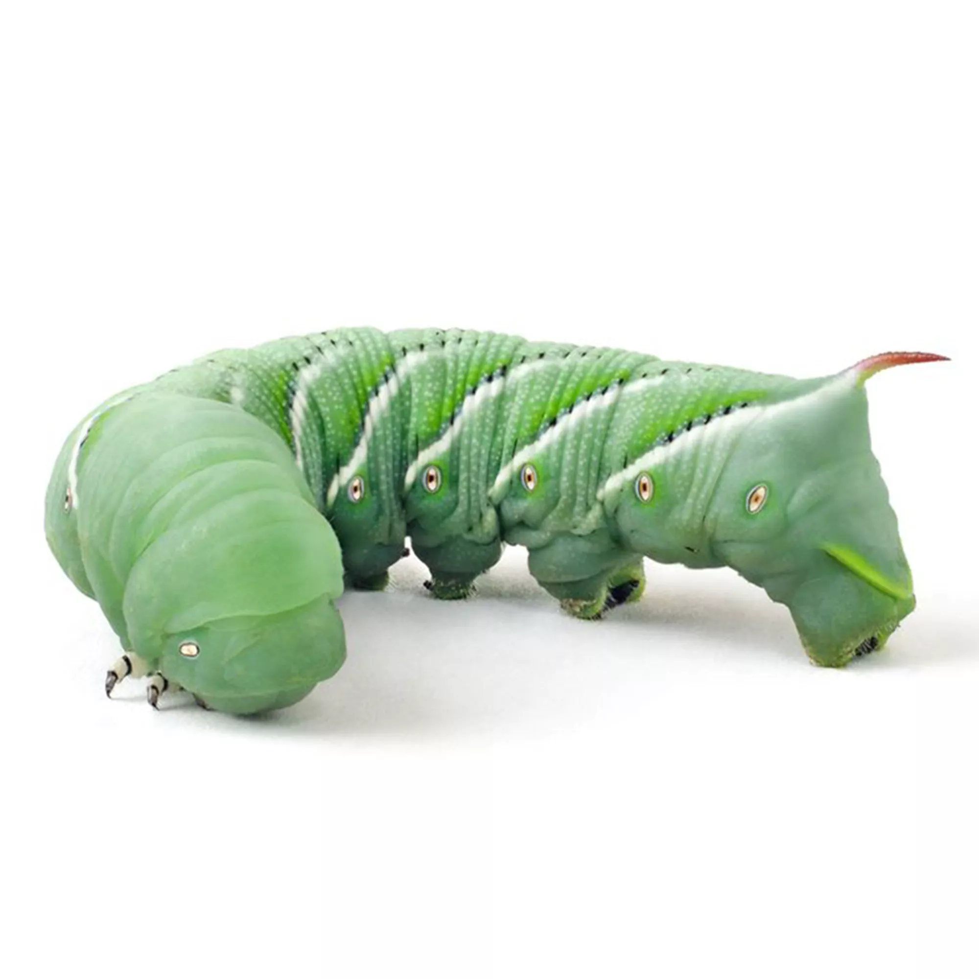 Live Hornworms