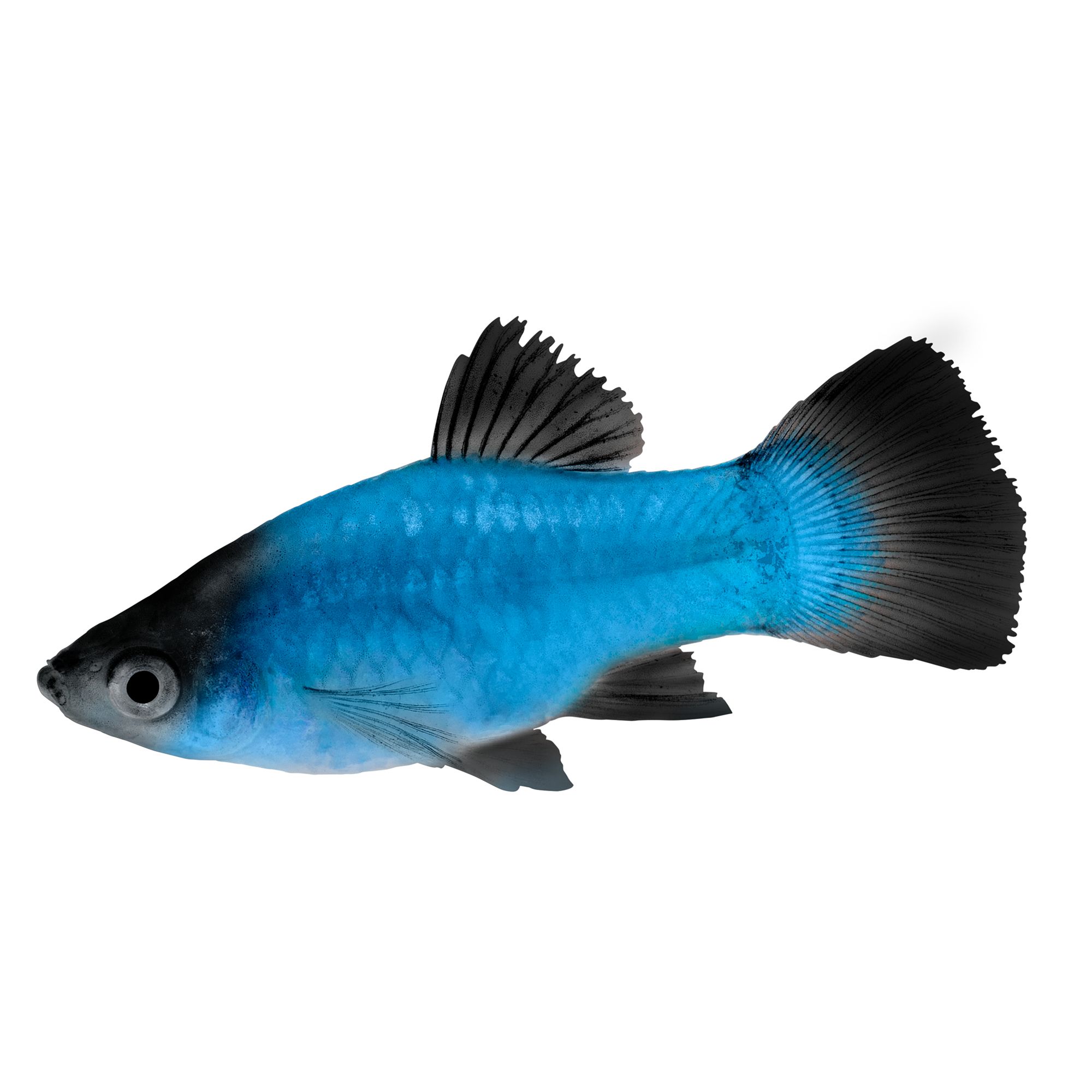 Fish sold at petsmart best sale