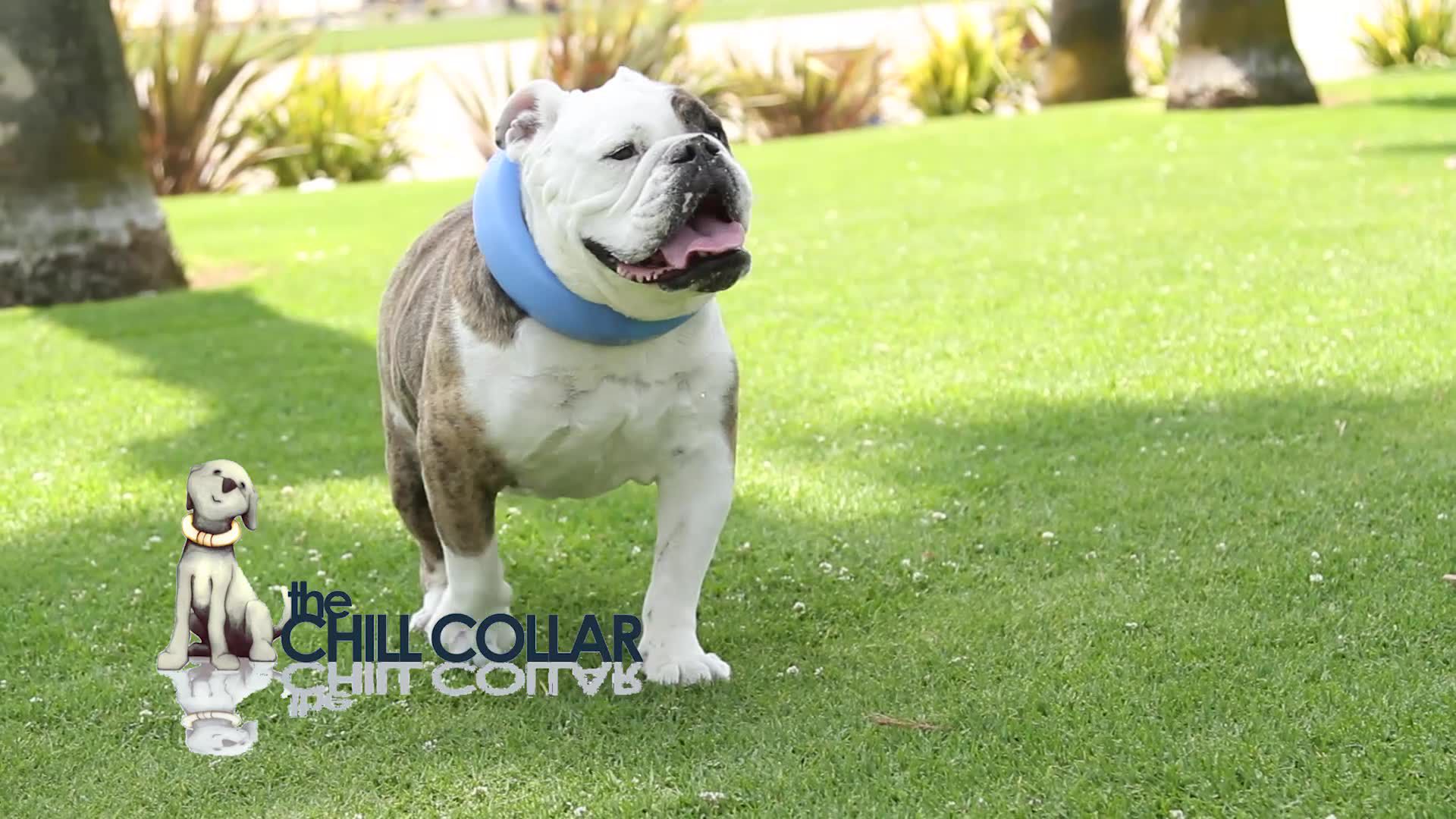 All Four Paws Chill Dog Collar