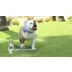 All Four Paws Chill Dog Collar video thumbnail 6