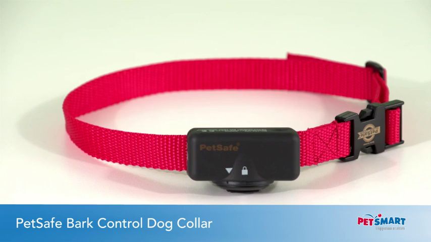 shock collar for dogs petsmart