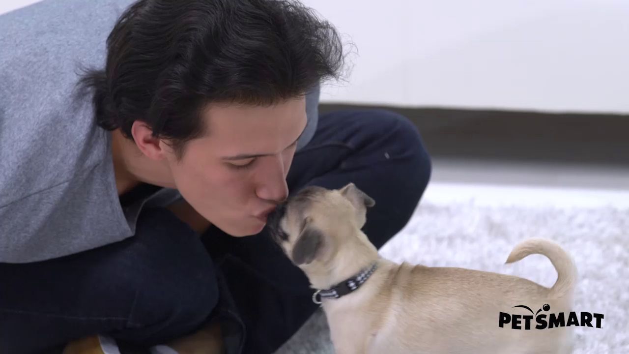 senior dog diapers petsmart