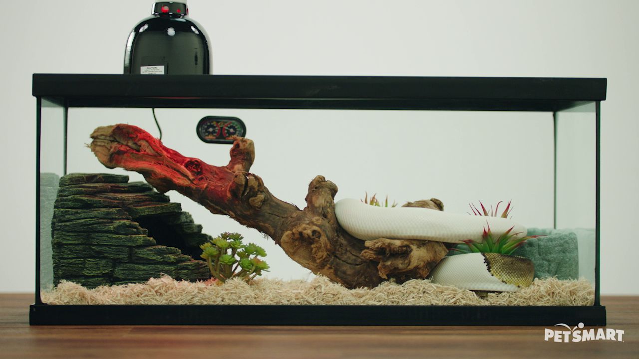 petsmart lizard tank