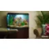 Rosy Barb video thumbnail 2