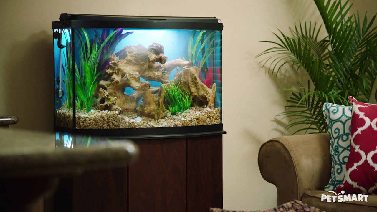 100 gallon freshwater fish tank