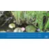 API® Pond-Zyme® Sludge Destroyer™ - Pond Water Care - Start Up - Maintenance video thumbnail 7