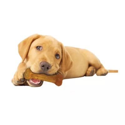 Product Nylabone® Puppy Chew Bone Puppy Toy