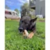 Nylabone® DuraChew® Bone Chew Dog Toy image thumbnail 2