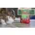 Oxbow Western Timothy Hay - Rabbit & Guinea Pig Hay - High Fiber for Digestive Health - 15oz-40lb video thumbnail 6
