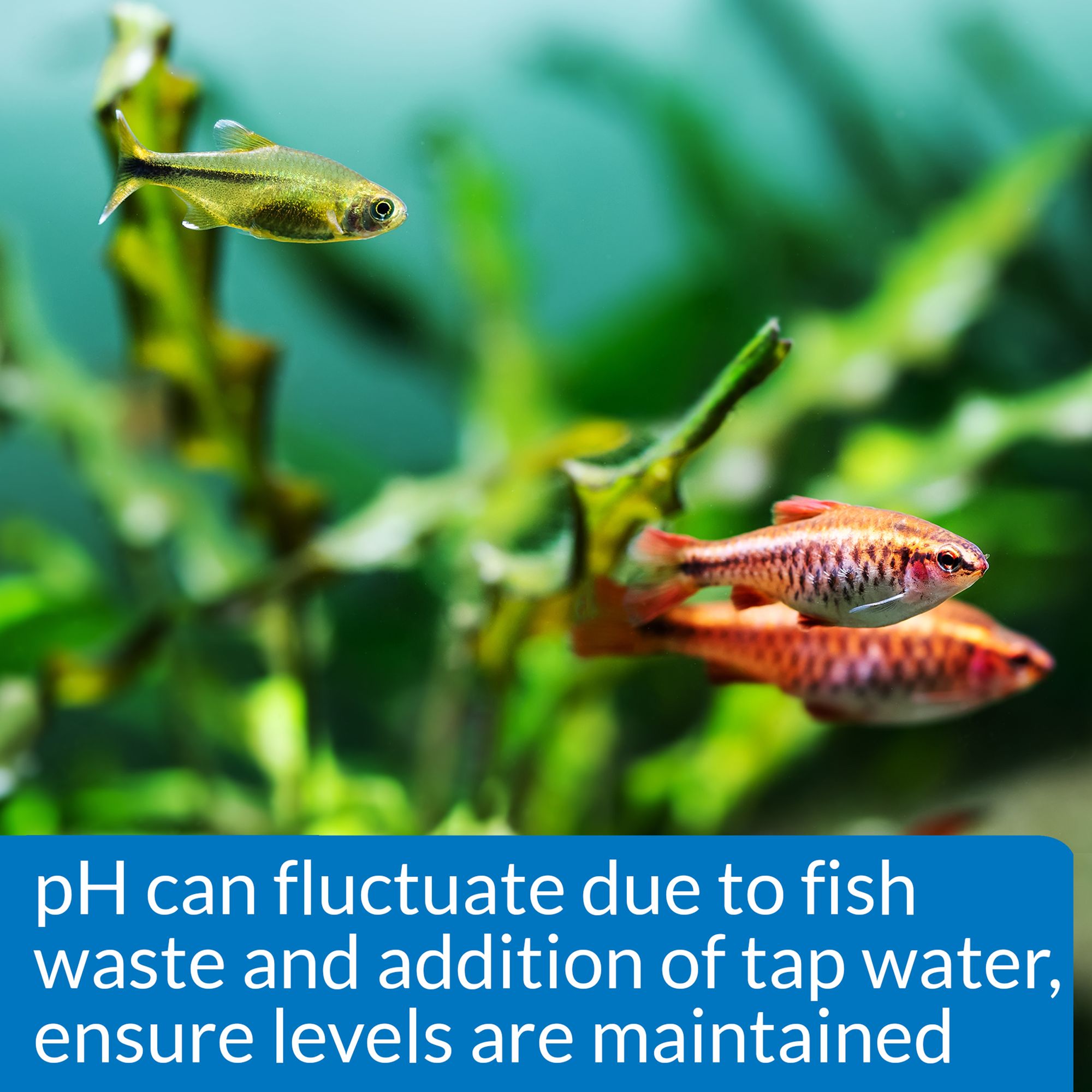API® Freshwater Aquarium Mini pH Test Kit for Freshwater Aquarium Testing - thumbnail 5