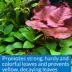 API® Leaf Zone Aquarium Plant Fertilizer image thumbnail 4
