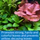 Product API® Leaf Zone Aquarium Plant Fertilizer