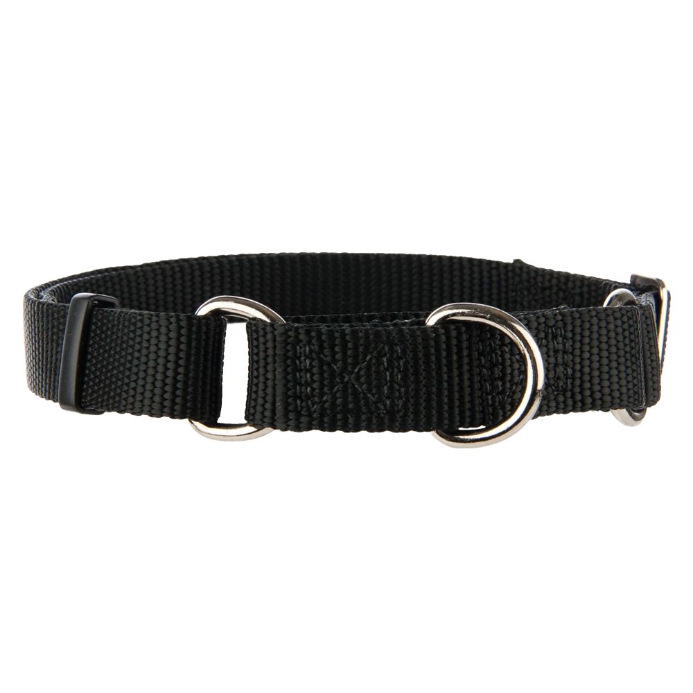 Top Paw® Martingale Dog Collar | dog 