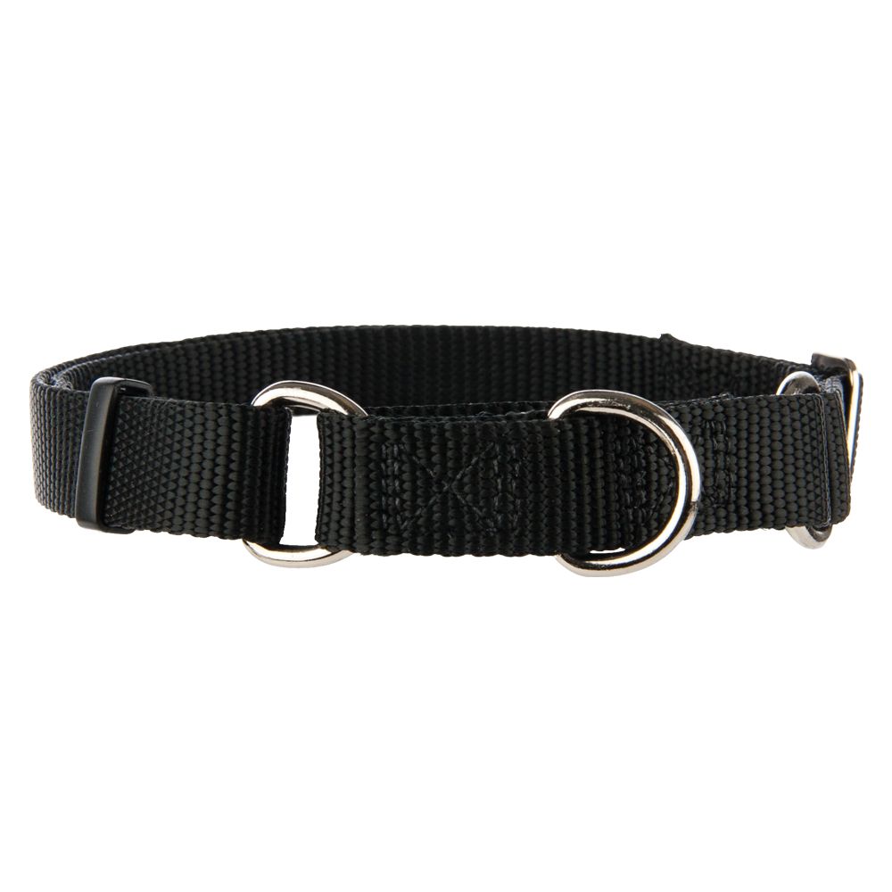 dog in collar