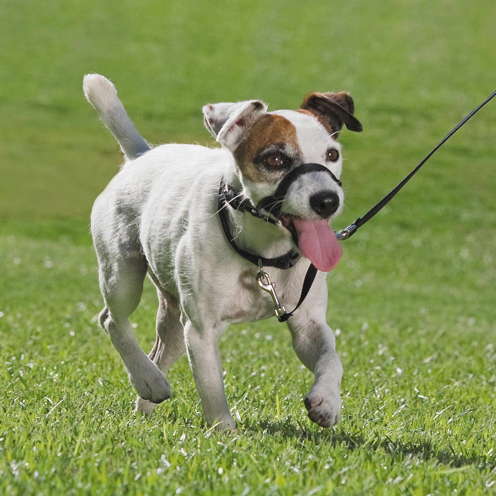 head collar petsmart