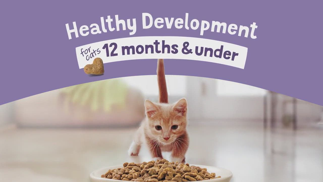 Purina kitten chow nurture best sale