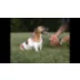 PawZ® Rubber Dog Boots video thumbnail 6