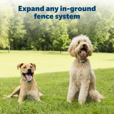 Petsmart underground fence best sale