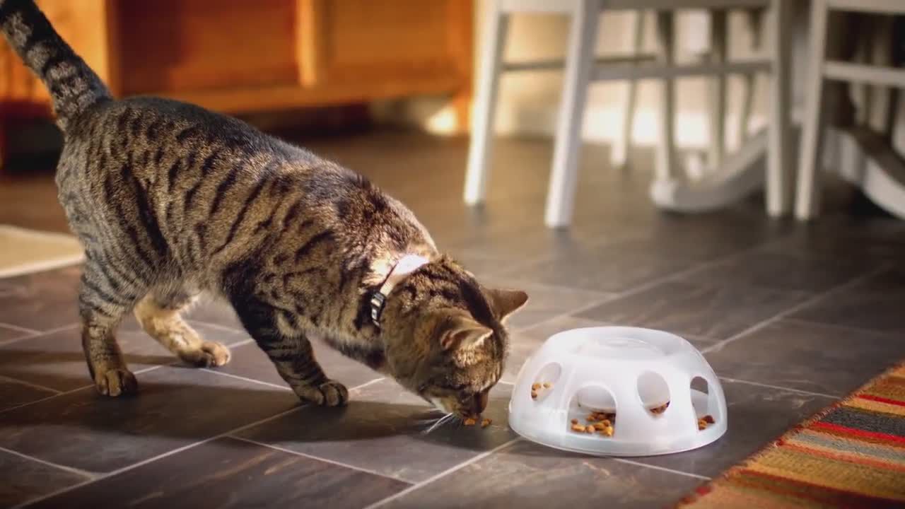 petsmart purina one cat food
