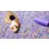 carefresh® Small Pet Bedding - White video thumbnail 6