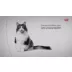 Royal Canin® Veterinary Diet Feline Urinary SO Adult Dry Cat Food  Moderate Calorie video thumbnail 11