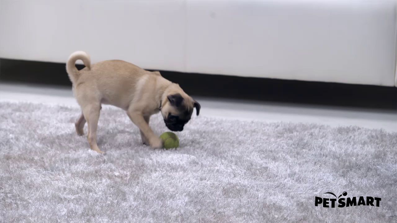 dog toothbrush petsmart