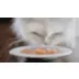 Fancy Feast® Classic Broths Cat Wet Treat - Limited Ingredients, Grain Free, 1.4 OZ video thumbnail 8