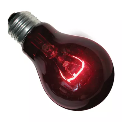 Product Zoo Med Nightlight Red Reptile Terrarium Bulb