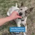 Bil-Jac® Gooberlicious All Life Stages Training Dog Treats - Peanut Butter Flavored video thumbnail 8