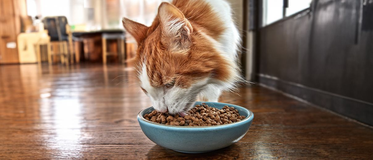 Cat eating from bowl