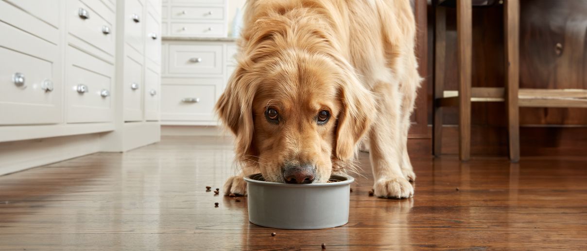 Dog eating from bowl