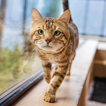 Close-up of a Bengal cat with a golden-brown coat and green eyes walking on a wooden ledge next to a large window