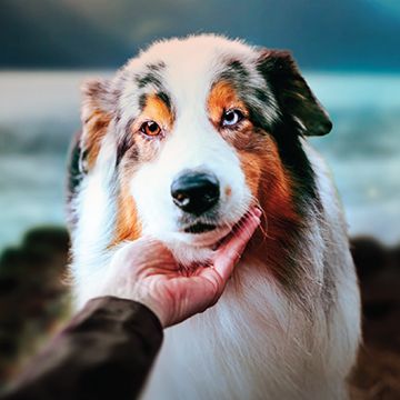 Close-up of an Australian Shepherd dog with a tricolor coat, gazing at the camera being affectionately cupped by a human hand