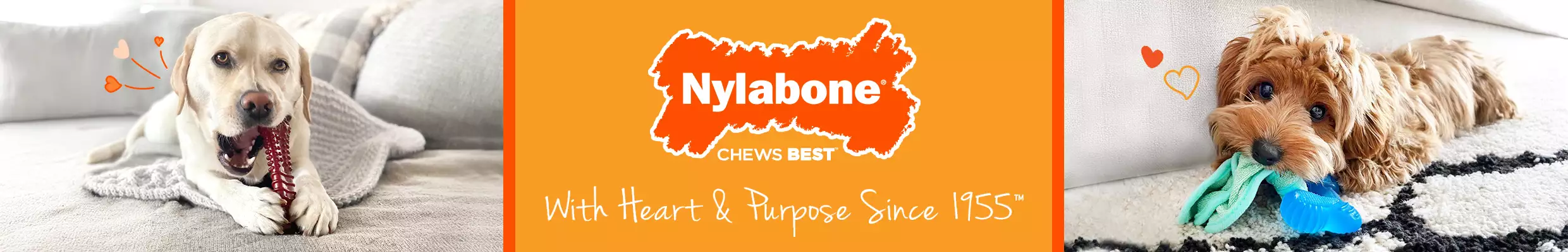 Nylabone orange banner with dog chewing bone