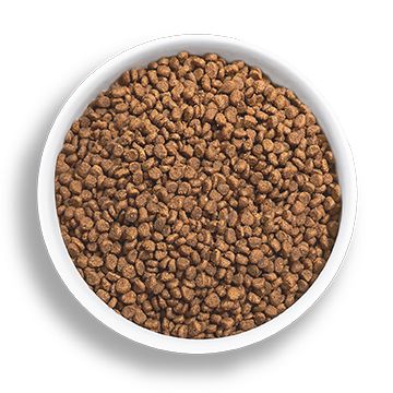 Bowl of dry cat kibble