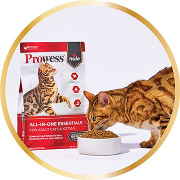 Cat eating a bowl of kibble in front of a bag of Prowess All-in-one-Essentials dry cat food