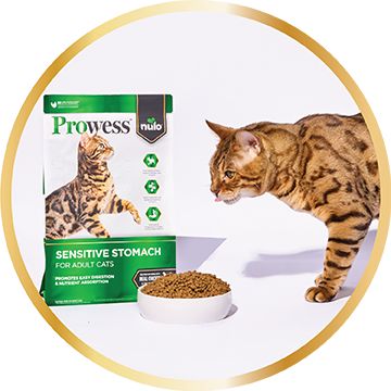 Cat eating a bowl of kibble in front of a bag of Prowess sensitive stomach dry cat food