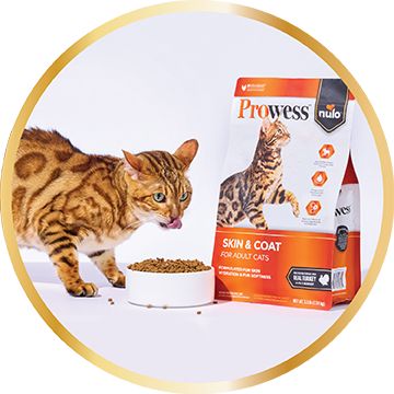 Cat eating a bowl of kibble in front of a bag of Prowess skin & coat dry cat food