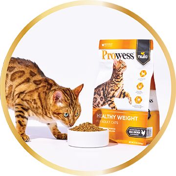 Cat eating a bowl of kibble in front of a bag of Prowess healthy weight dry cat food