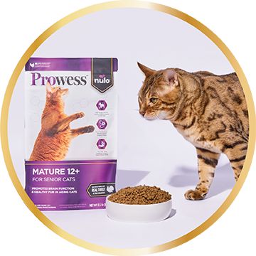 Cat eating a bowl of kibble in front of a bag of Prowess senior 12+ dry cat food